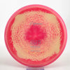 #14 161.7g | Orange