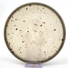 #13 172.2g | White