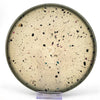 #16 173.3g | Aqua